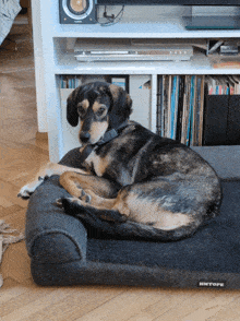 a dog is laying on a bed that says hmtope