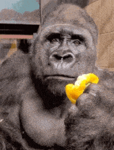 Gorilla Jaw Drop GIF - Gorilla Jaw Drop Shocked GIFs