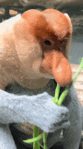 a close up of a monkey with a long nose eating a green plant
