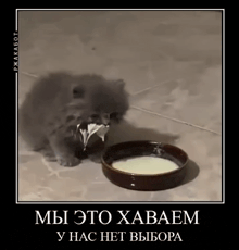 a kitten is drinking milk from a bowl with a piece of paper in its mouth .