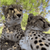 two cheetahs are laying next to each other in a field looking at the camera .