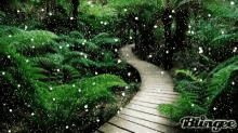 Nature Forest GIF