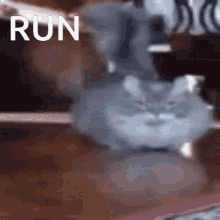 Cat Run GIF - Cat Run He Coming GIFs