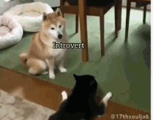 Funny Animals Attention GIF - Funny Animals Attention Attentive GIFs