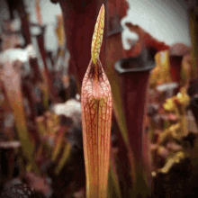 sarracenia carnivorous plants pitcher