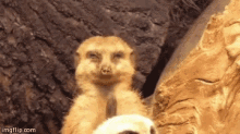 Meerkat Tail GIF - Meerkat Tail Sleepy GIFs