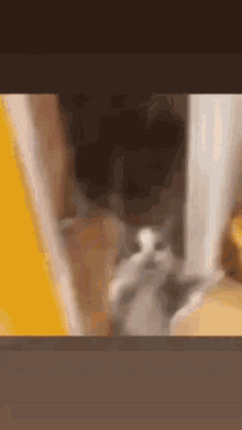 Dance Cat Dance GIF - Dance Cat Dance Cat GIFs