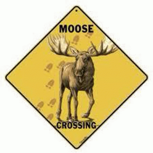 Moose Crossing GIF - Moose Crossing - Discover & Share GIFs