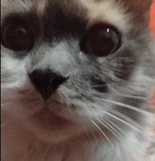 a close up of a cat 's face with a blurred background