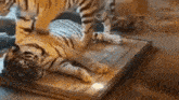 Tigers Cuddle GIF - Tigers Cuddle My Side Of Bed GIFs