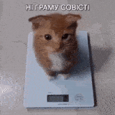 a kitten is sitting on a scale with a caption in a foreign language .