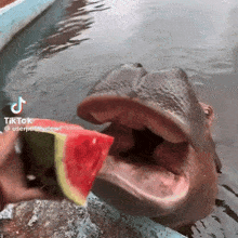 Hippo Watermelon GIF