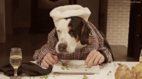 Lunch Funny Animal GIF - Lunch Funny Animal Dogs - Discover & Share GIFs