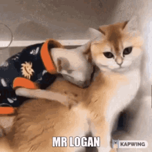 Mr Logan Stater Bros GIF - Mr Logan Stater Bros Cat GIFs