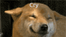 Dog Cry GIF - Dog Cry GIFs