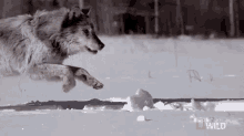 Majestic Wolf GIF - Nat Geo Nat Geo Gi Fs Slow Motion GIFs