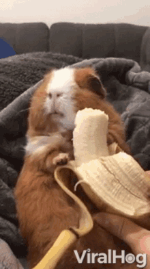 Hamster Banana GIF - Hamster Banana Hungry GIFs