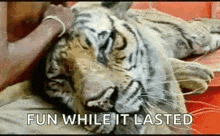 a tiger is laying on a bed being petted by a man .