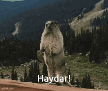 Haydar Yelling GIF - Haydar Yelling GIFs