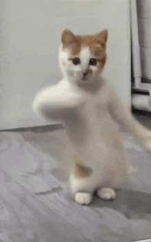 Cat Elgato GIF - Cat Elgato Silly Cat GIFs