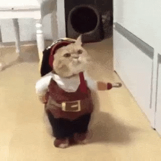funny pirate cat