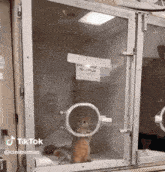 Enardo Cat GIF - Enardo Cat Cute GIFs