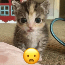 a kitten is sitting next to a yellow smiley face with a sad face on it .