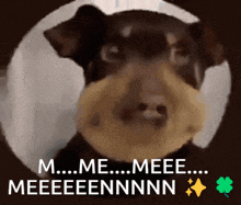 a picture of a dog with the words m me meee meeeeennnn on it