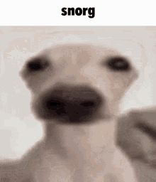 Snorg Snout GIF - Snorg Snout Dog GIFs
