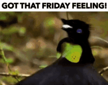 Friday Feeling Bird GIF