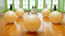 Cats-3 GIF - Cats-3 GIFs