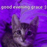 Kitty Grace GIF - Kitty Grace Good Evening GIFs