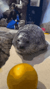 a seal looking at a yellow ball with a woman in the background