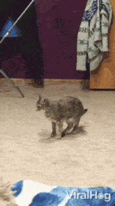 GIF