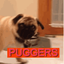 a pug is standing in front of a sign that says puggers