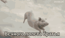 a pig is flying through the air with a caption in russian