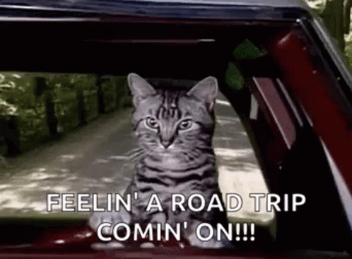Cat Driving Gif - Cat Driving Serious Gifs