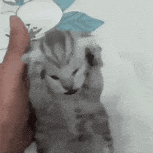 a person is holding a kitten in their hand .