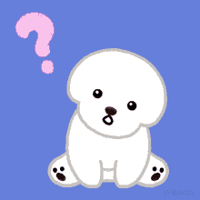 confused bichon yellet pikaole huh what