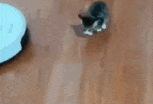 Kitten Robotvaccumcleanrr GIF