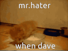 Mr Hater Dave Mathew GIF - Mr Hater Dave Mathew Penguinz0 GIFs