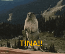 Tina Beaver GIF - Tina Beaver Yelling GIFs