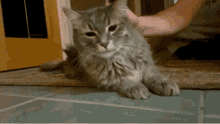 Cat Petting GIF - Cat Petting Love GIFs