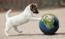 Doggy Earth GIF