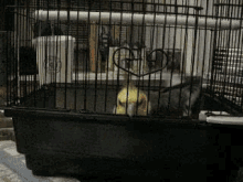 bird cage bye escape