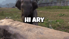 Ary Hiary GIF