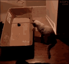 Cats Play GIF - Cats Play Fall Down GIFs