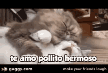 Teamo Pollito GIF - Teamo Pollito Hermoso GIFs