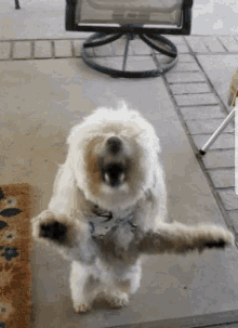 Pissed Off Dog GIFs | Tenor