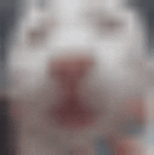 a close up of a white dog 's nose with blood on it .
